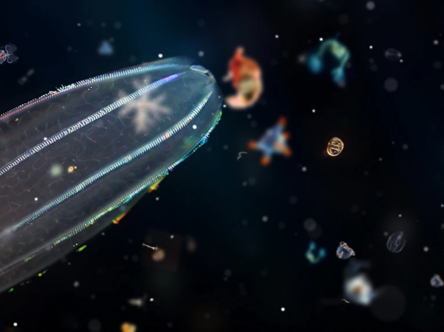 François Guinaudeau – Image 2