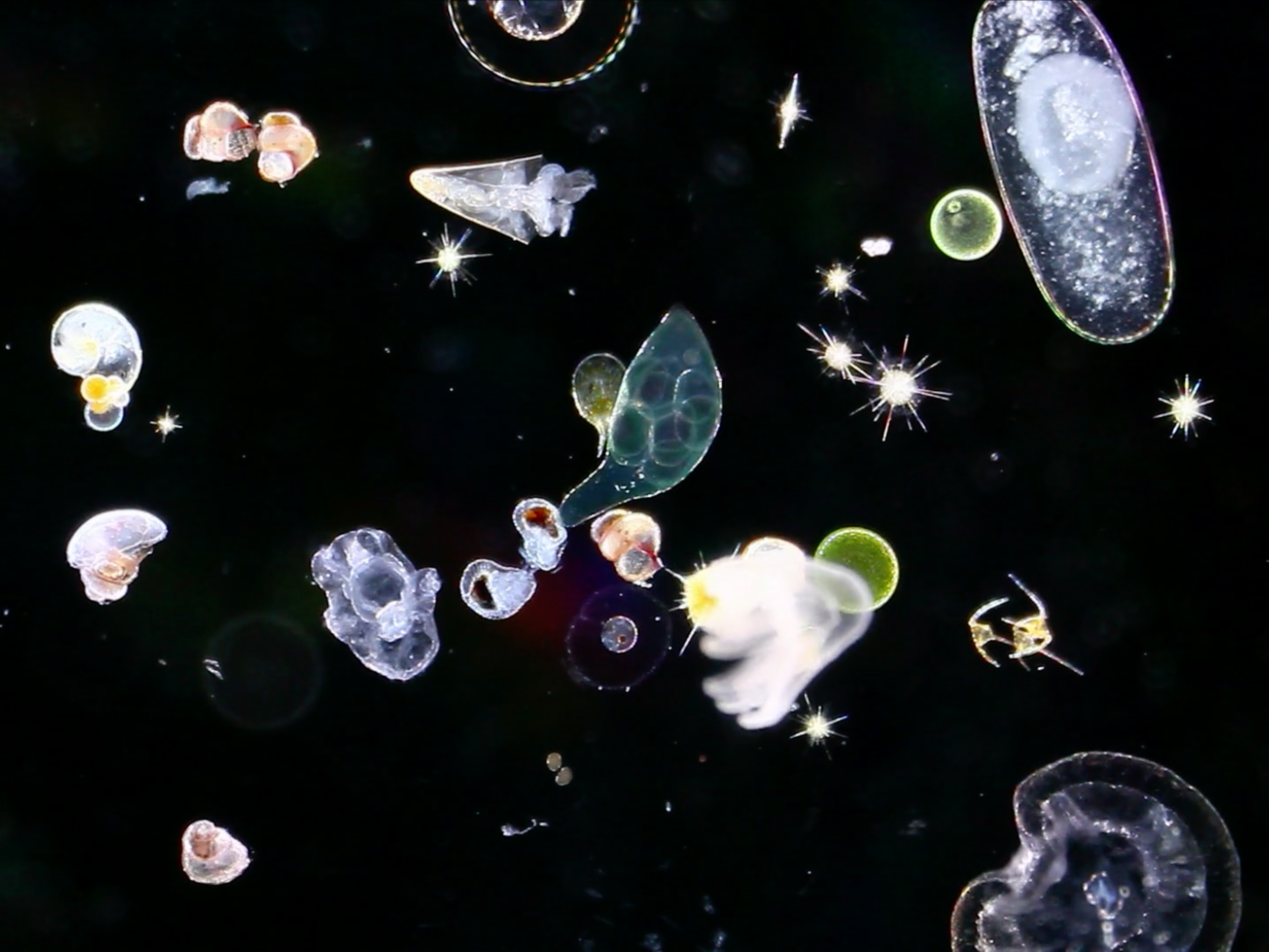 Noé Sardet – Image 1