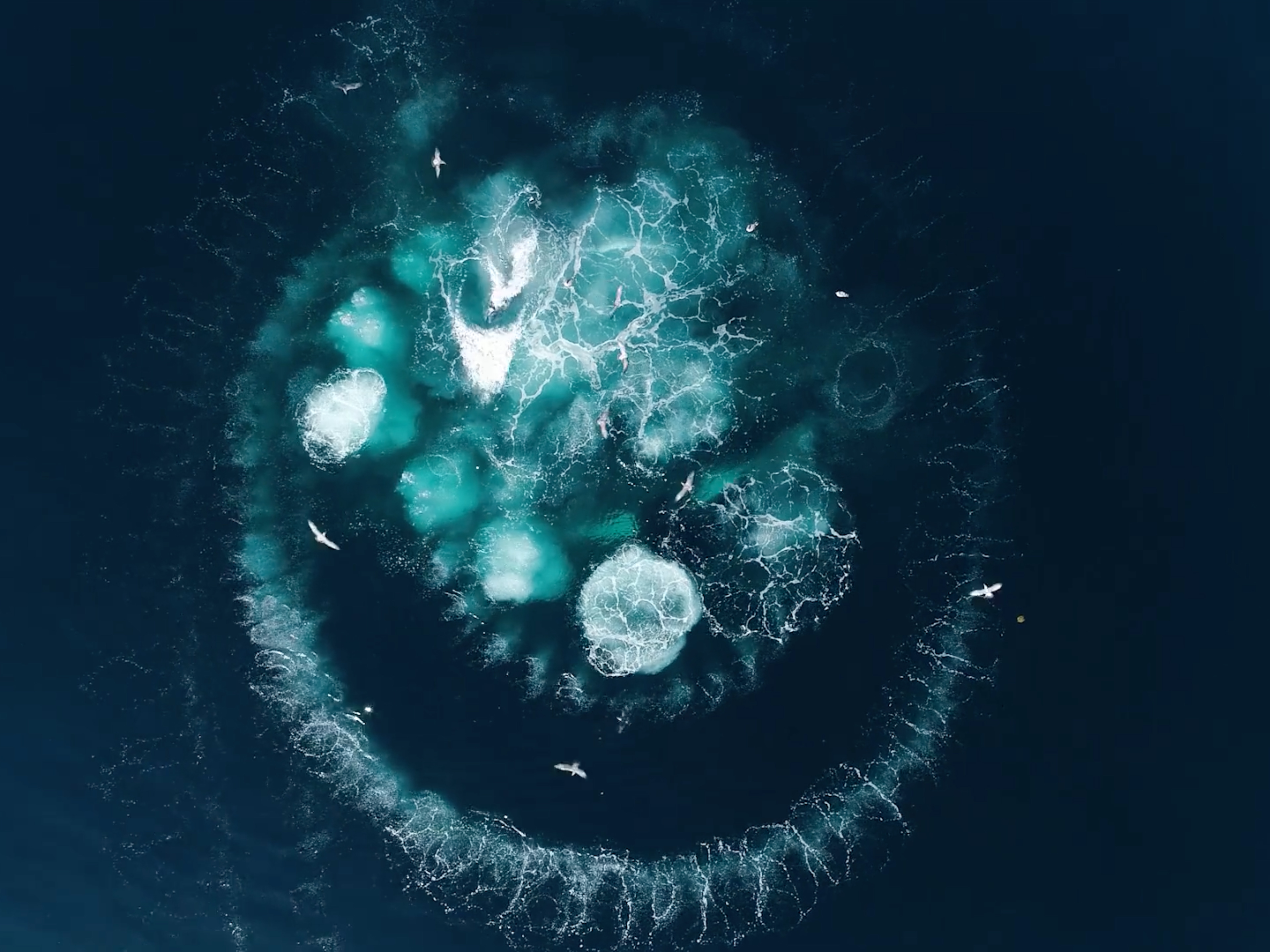 Noé Sardet – Image 2