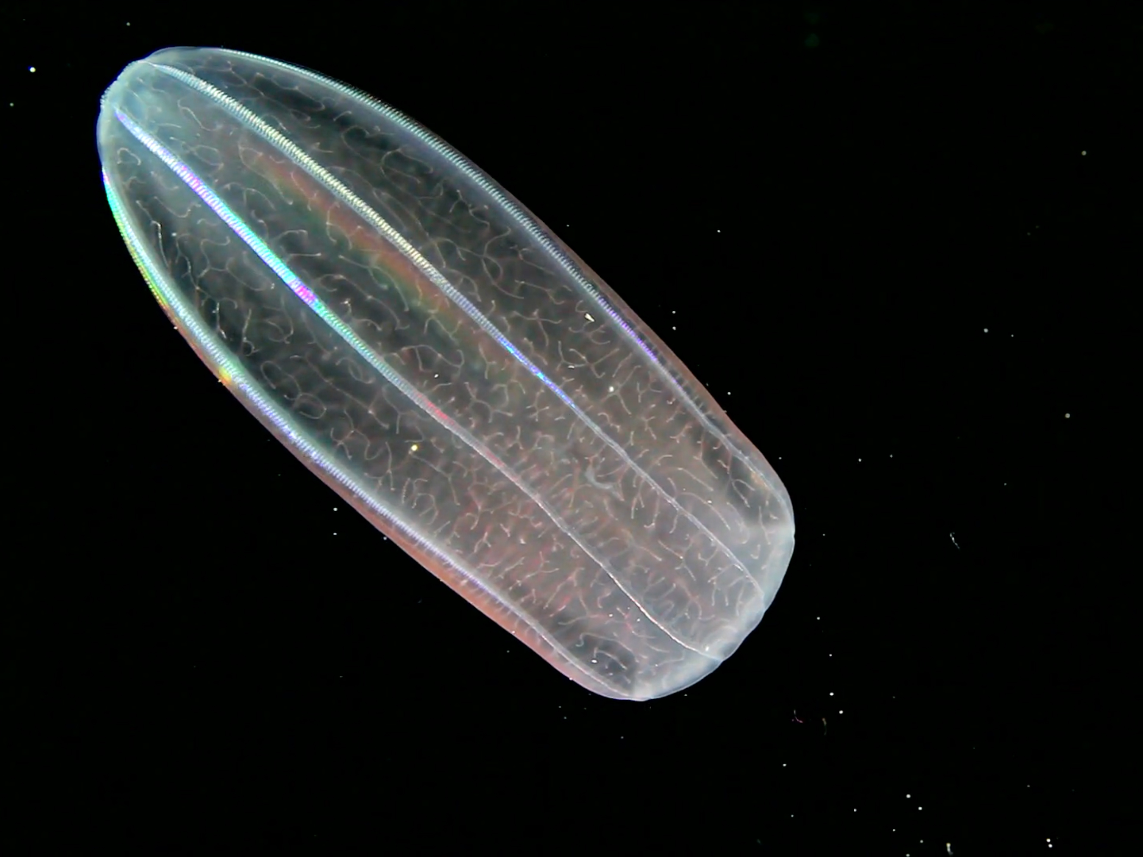 Noé Sardet – Image 4