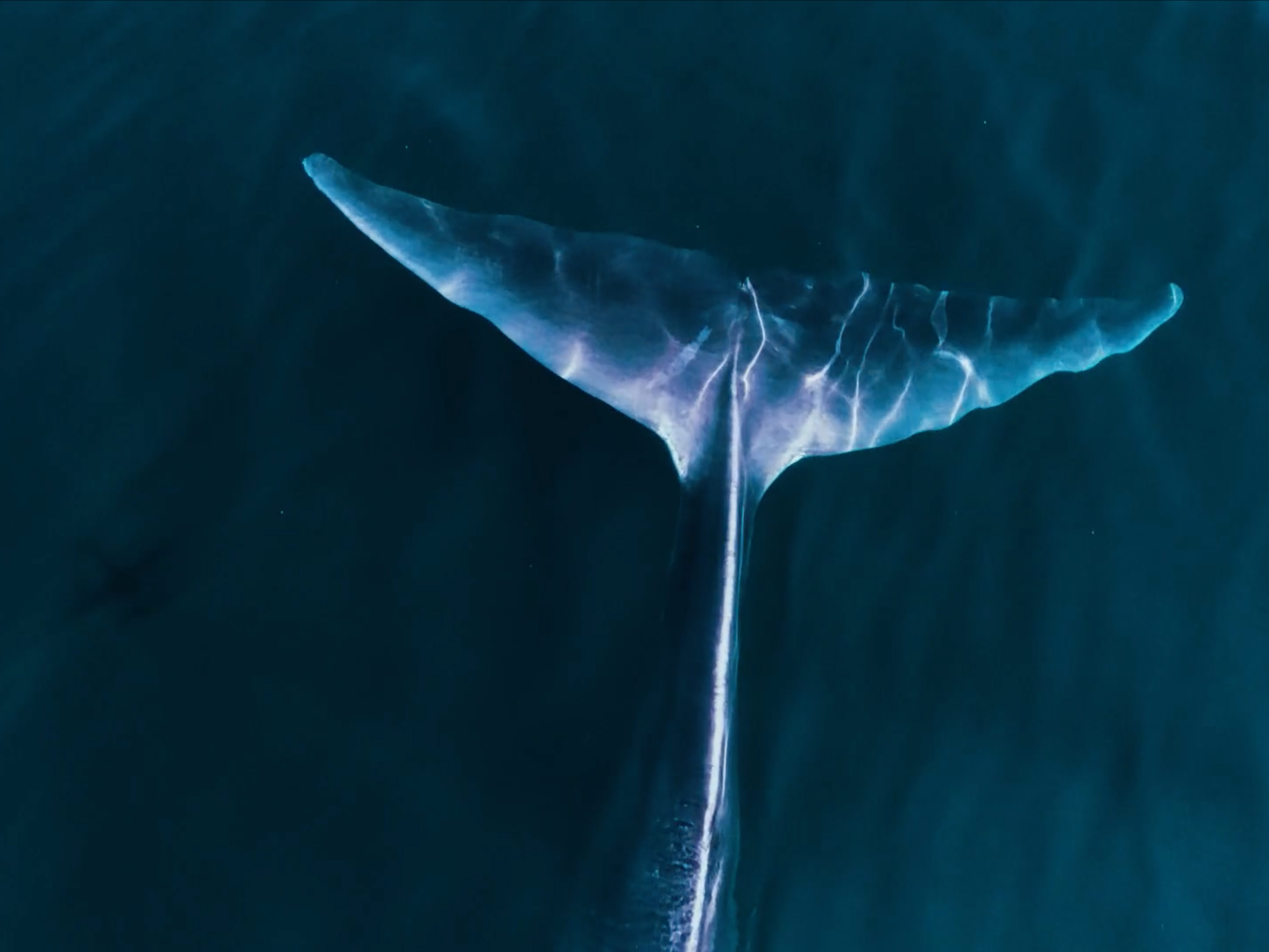 Noé Sardet – Image 5